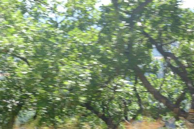 Low angle view of trees