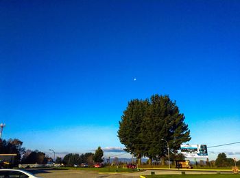 Trees on grassy field against blue sky