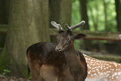 Deer in a forest