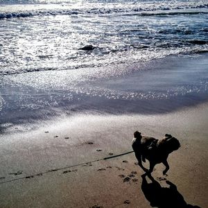 Dog looking at sea