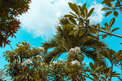 Low angle view of palm trees against blue sky