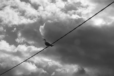 Low angle view of a bird flying