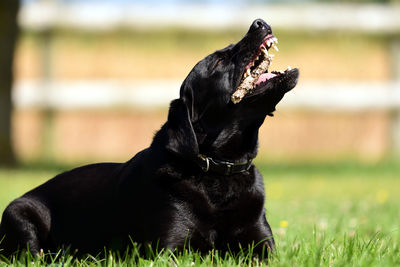 Close-up of black dog sitting on grass