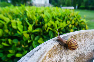 Close-up of snail on leaf