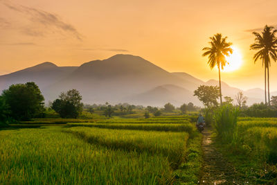 landscape