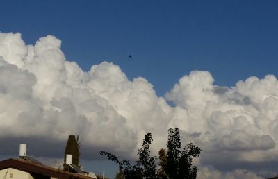 Low angle view of trees against sky