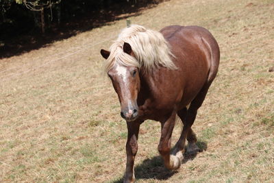 Horse standing in a field