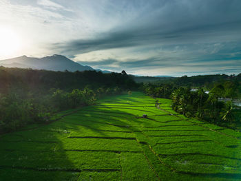 Scenic view of agricultural field against sky
