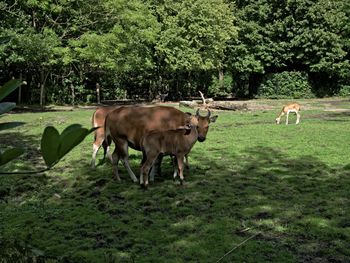 Horses standing on field