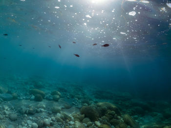 View of fish underwater