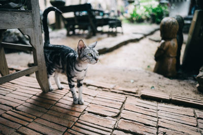 Cat walking on footpath