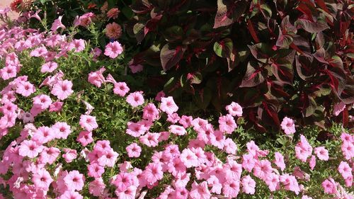 Close-up of pink flowers