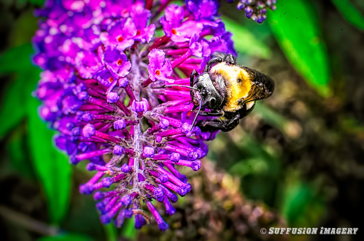 flower, insect, one animal, animal themes, animals in the wild, wildlife, freshness, focus on foreground, pollination, close-up, beauty in nature, growth, fragility, petal, purple, nature, bee, selective focus, symbiotic relationship, day