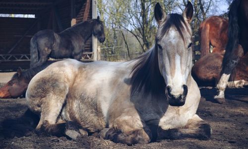 Horses in a farm
