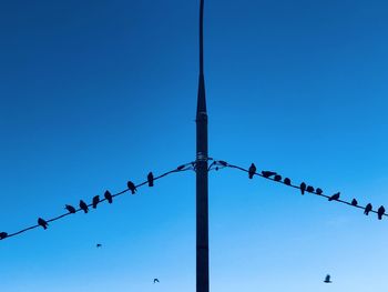 Low angle view of birds flying against clear blue sky