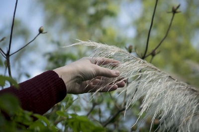 Close-up of hand touching plant