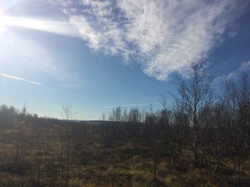 Plants growing on land against sky