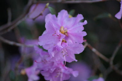 Close-up of pink flowers