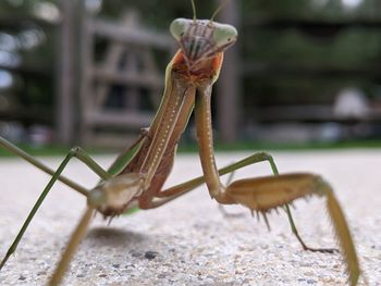 Close-up of insect on metal