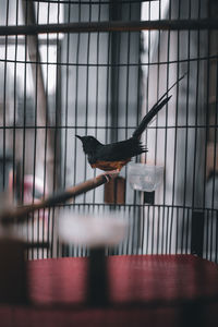 View of bird perching in cage