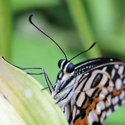 Close-up of butterfly on leaf