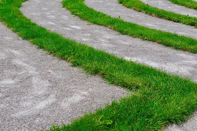 High angle view of grass growing on field