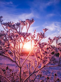 Tree against sky during sunset