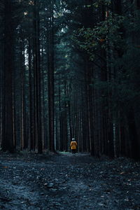 Person amidst trees in forest