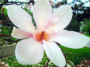 Close-up of white flowers blooming outdoors