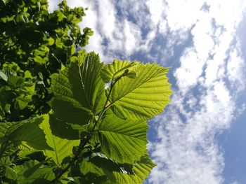 Low angle view of leaves against sky