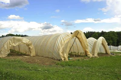 Plastic greenhouse or foil greenhouse for food production in agriculture