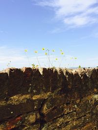 Low angle view of plants against blue sky