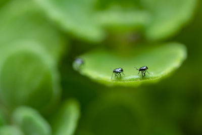 Close-up of insect on leaf