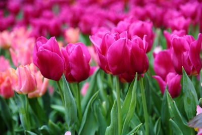 Close-up of pink tulips in bloom