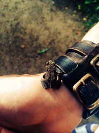 Close-up of hand holding lizard