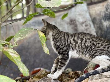 Side view of a cat