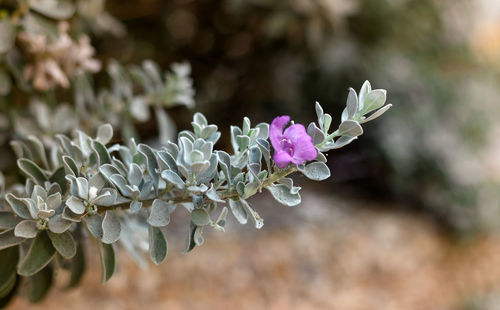 Close-up of pink flowering plant