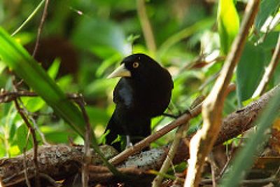 Bird perching on wood