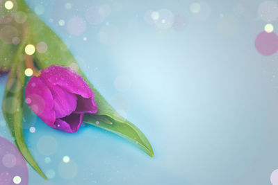 Close-up of raindrops on pink flower