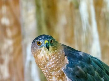 Close-up of parrot