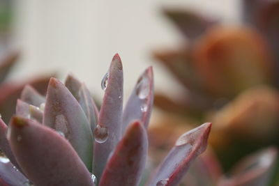 Close-up of flowers against blurred background