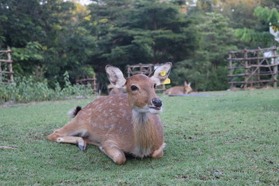 Deer in a field