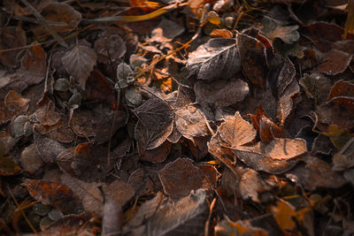 High angle view of dry leaves on field