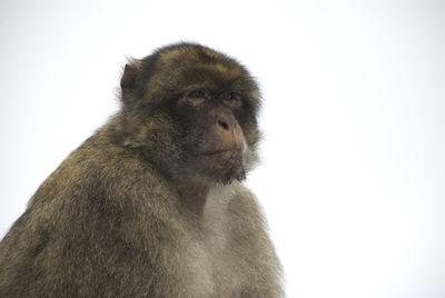 Portrait of monkey looking away over white background