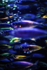 Close-up of fish swimming in sea