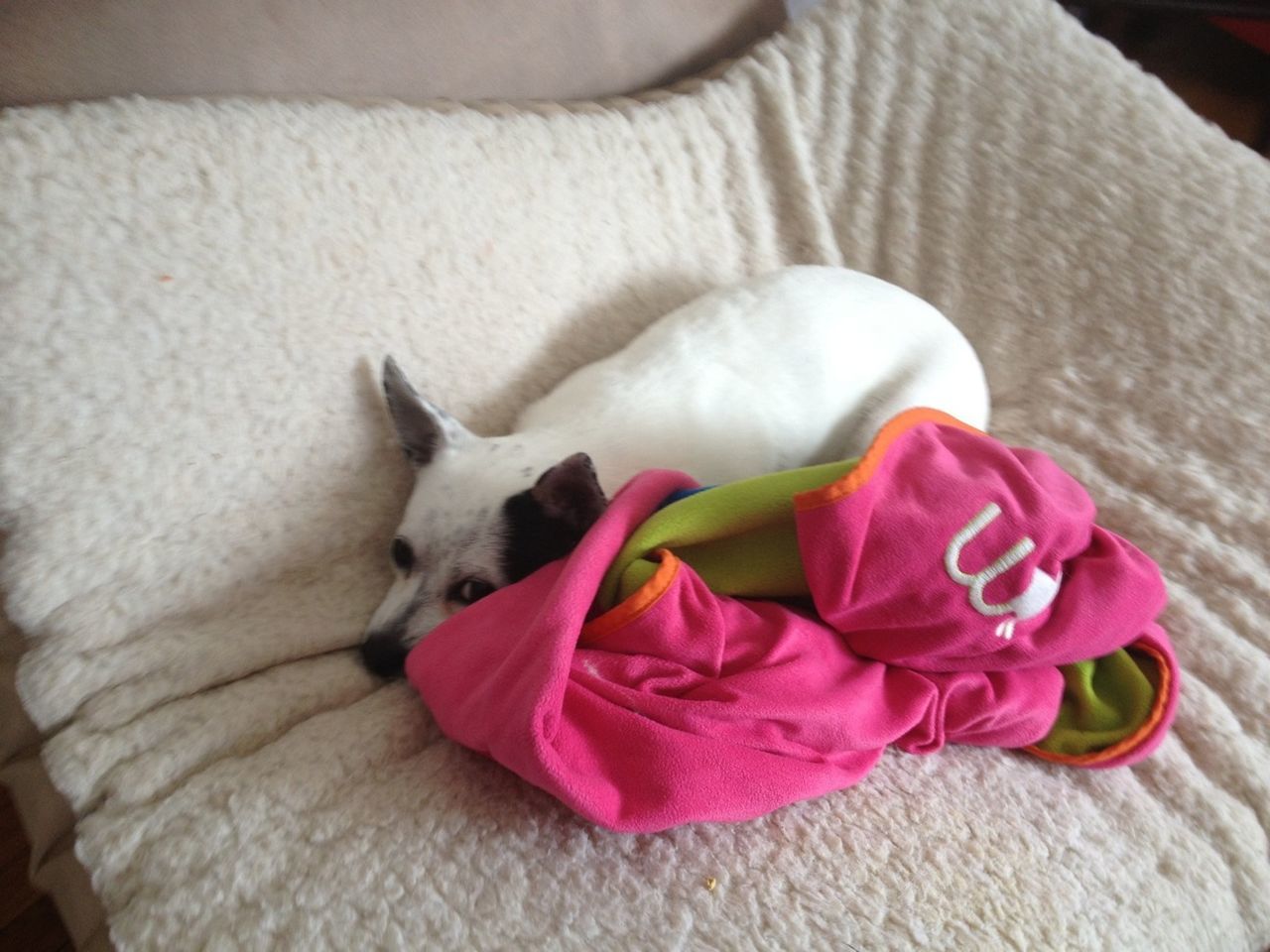 indoors, bed, flower, pink color, close-up, domestic animals, relaxation, petal, pets, high angle view, white color, home interior, blanket, sleeping, softness, comfortable, no people, resting, sheet, red