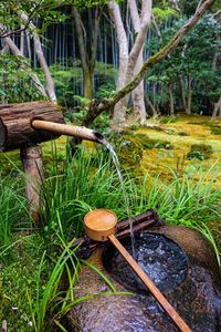 Close-up of bamboo in forest