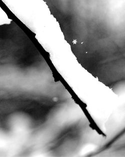 Close-up of water drops on the ground