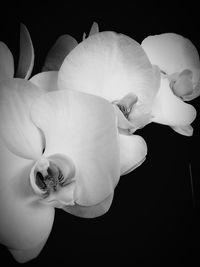 Close-up of flower over black background