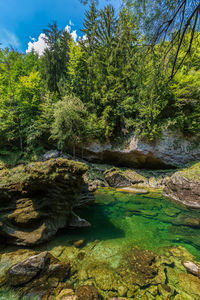 Scenic view of stream in forest